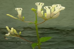 Ceropegia rollae